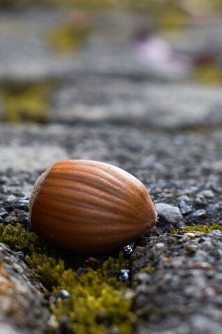 Hazelnut used for our limited edition chocolate bar!